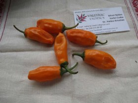 Narancs Jalapeno paprika - Csípős paprika ritkaságok az Egzotikus Növények Stúdiója kínálatában
